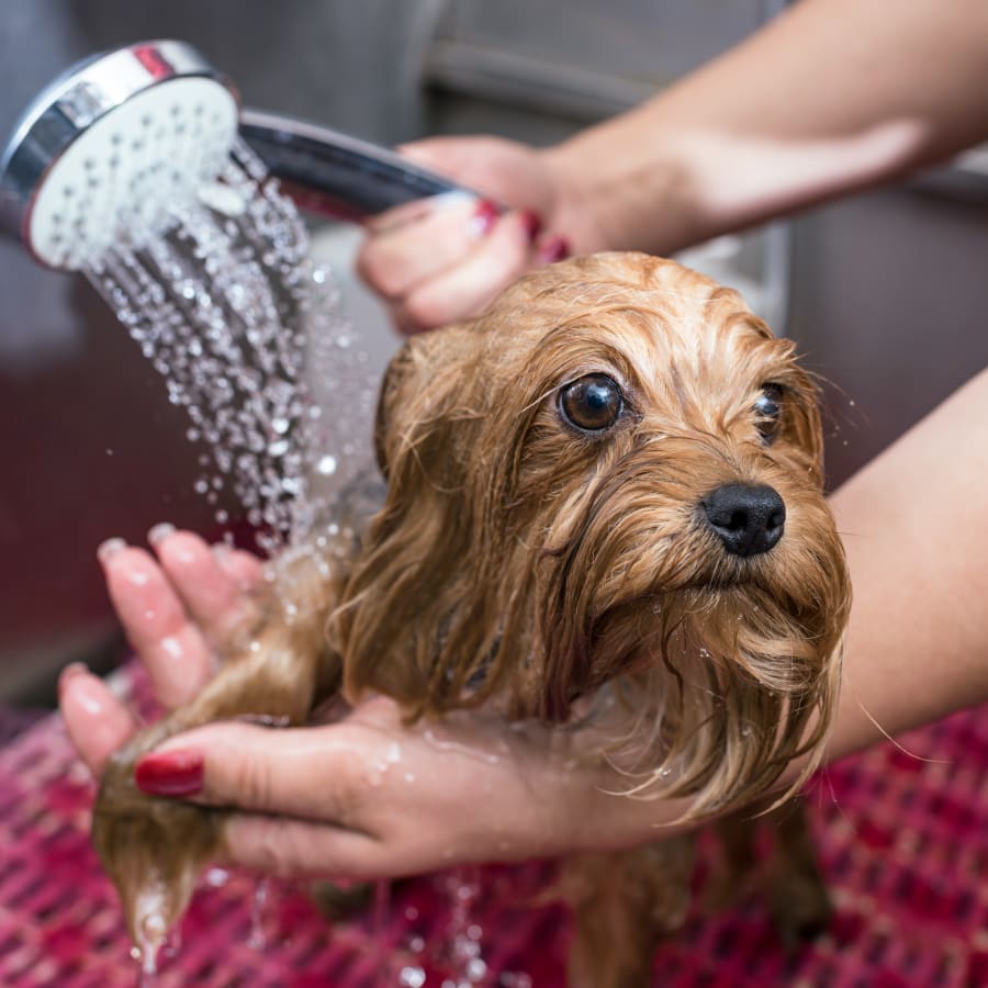 Dog Grooming, Cat Grooming