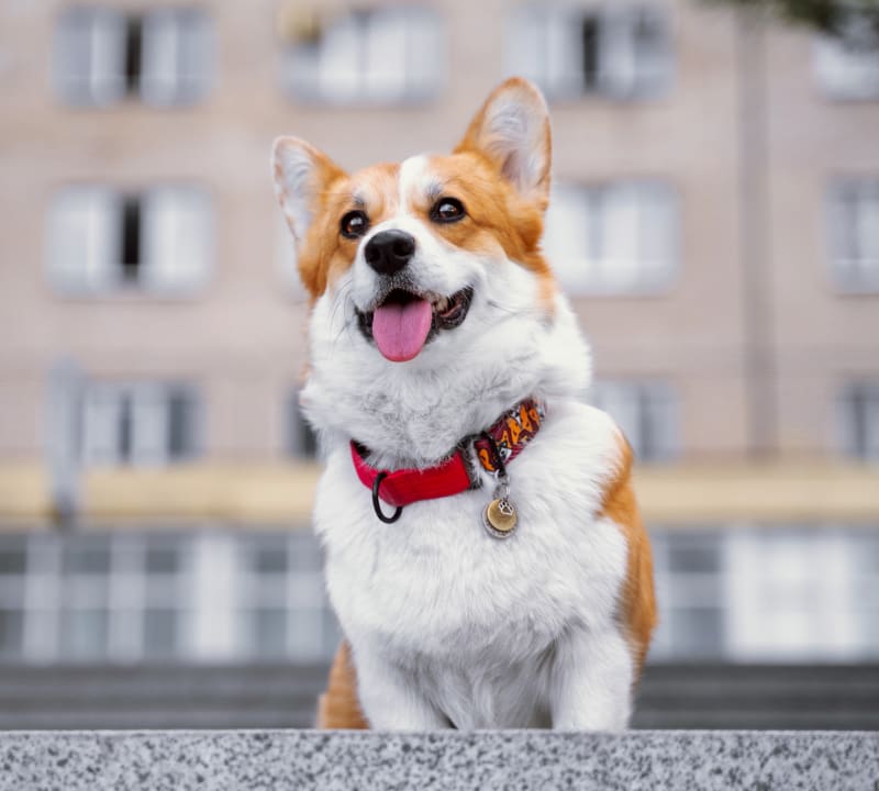 Pembroke Welsh Corgi with tongue out